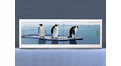 Экран на роликах EUROPLEX Пингвины – купить по цене 12400 руб. в интернет-магазине в городе Нижний Новгород картинка 11