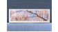 Экран на роликах EUROPLEX Цветущий Сад – купить по цене 12400 руб. в интернет-магазине в городе Нижний Новгород картинка 4